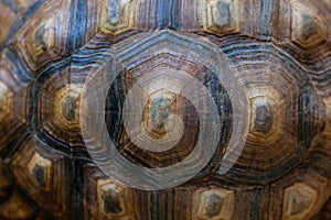 Tortoise Shell texture