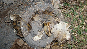 Tortoise. shell of a tortoise shattered on the road Greek tortoise close up of tortoise   closeup turtle reptile in nature - turtl