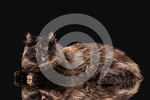 Tortoise siberian kitten on black background