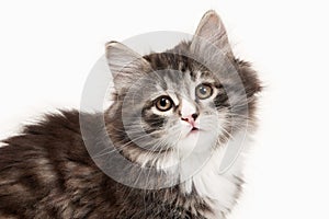 Tortoise siberian kitten on white background