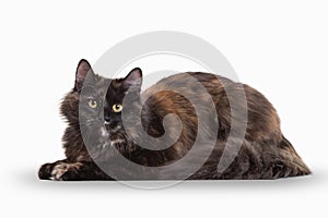 Tortoise siberian kitten on white background