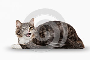 Tortoise siberian kitten with white on white background