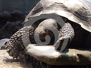 Tortoise Sleeping and Sun Bathing