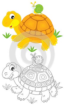 Tortoise and snail