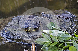 Tortoise, terrapin, turtle or Ð¢Ðµstudinidae relax in nature environent at lake, South Park