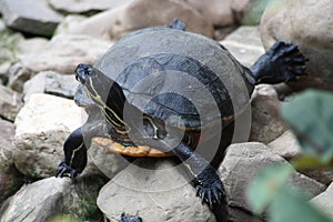 Tortoise (Testudinidae)