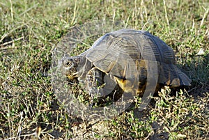Tortoise - Testudo graeca ibera