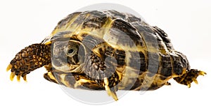 Tortoise -  testudo horsfieldii