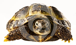 Tortoise -  testudo horsfieldii