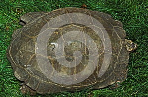 TORTOISE, TO VIEW OF CARAPACE