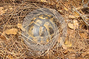 Tortoise. Tortoise hiding among the leaves, Greek tortoise. Tortoise hiding in shell in nature, Turtle. Camouflaged Animals. Repti