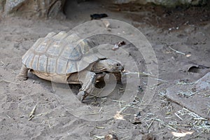 A tortoise, turtle eating grass