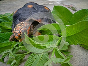 A tortoise turtle feeding on the leaf of a guava tree