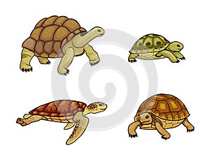 Tortoise and turtle - vector illustration photo