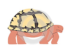 tortoise or turtle with white color shell wild nature reptile animal and slow walk creature