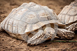 Tortoise photo