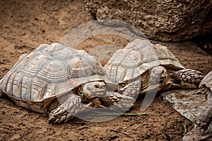 Tortoise photo