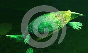 Tortoise in under water