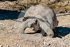 Tortoise Up Close