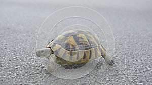 A tortoise walking on an asphalt road.