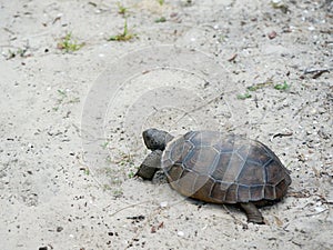 tortoise walking on the sand on a beach
