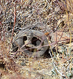 Tortoise in the weeds