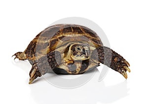 Tortoise on white background