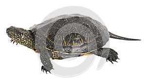 Tortoise on a white background.