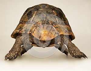 Tortoise on white background