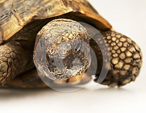 Tortoise on white background