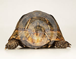 Tortoise on white background