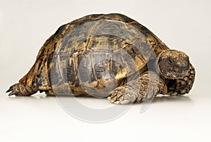 Tortoise on white background