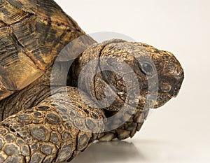 Tortoise on white background