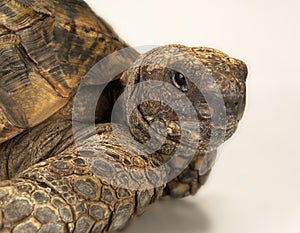 Tortoise on white background