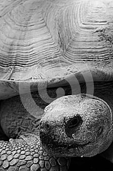 Tortoise At Wildlife World Zoo