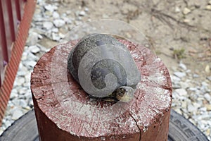 Tortoise on a wooden red stump. Ordinary river tortoise of temperate latitudes. The tortoise is an ancient reptile. photo