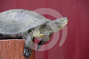 Tortoise on a wooden red stump. Ordinary river tortoise of temperate latitudes. The tortoise is an ancient reptile. photo