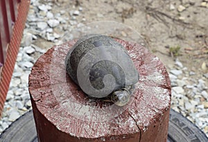 Tortoise on a wooden red stump. Ordinary river tortoise of temperate latitudes. The tortoise is an ancient reptile. photo