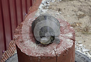Tortoise on a wooden red stump. Ordinary river tortoise of temperate latitudes. The tortoise is an ancient reptile. photo
