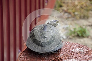 Tortoise on a wooden red stump. Ordinary river tortoise of temperate latitudes. The tortoise is an ancient reptile. photo