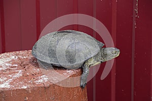 Tortoise on a wooden red stump. Ordinary river tortoise of temperate latitudes. The tortoise is an ancient reptile. photo