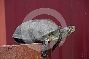 Tortoise on a wooden red stump. Ordinary river tortoise of temperate latitudes. The tortoise is an ancient reptile. photo