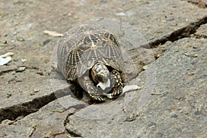 Tortoise  at zoo