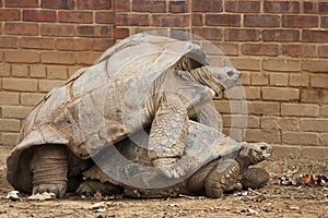 Tortoises