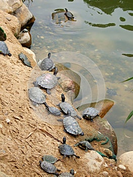 Tortoises