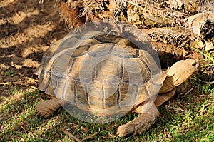 Tortoises