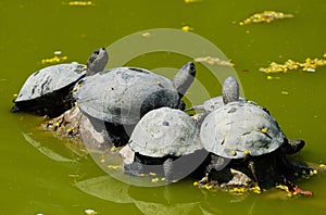 Tortoises