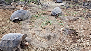 Tortoises at Charles Darwin Research Station on Santa Cruz, Galapagos Islands, Ecuador