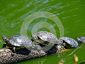 Tortoises Doing Sunbath