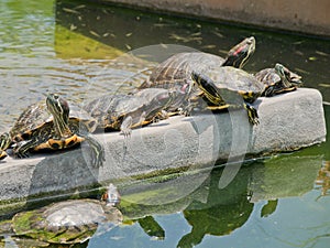 Tortoises Doing Sunbath